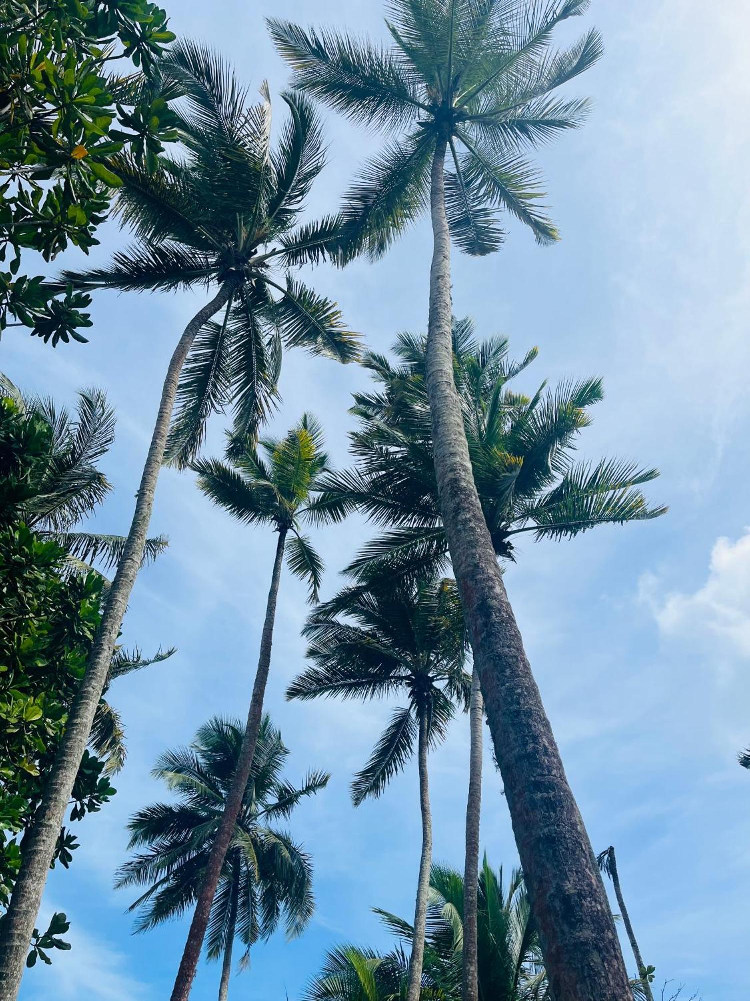 Esperanza Beach Mawella 坦加拉 外观 照片